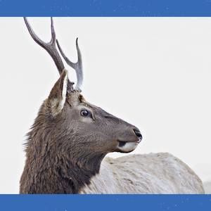 Meet your Posher, Tom